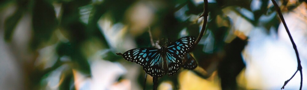 7 Beautiful Butterfly Species of the Daintree Rainforest