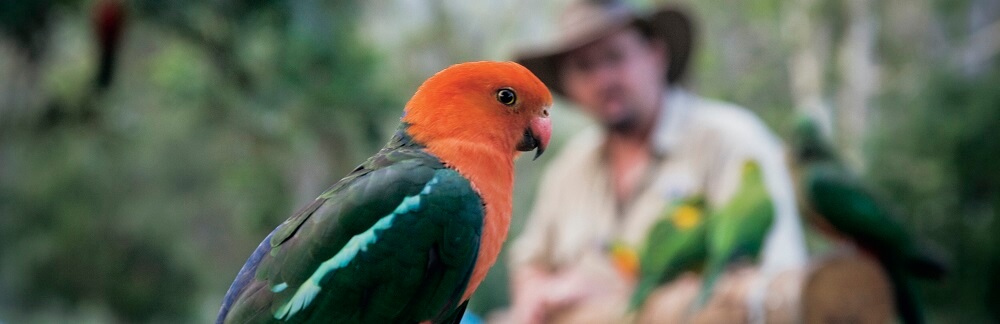 The Native Birds of the Daintree Rainforest