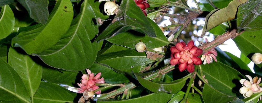 Learn about the plants of the Daintree Rainforest