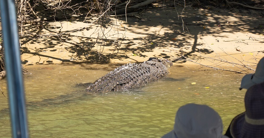 Crocodile Spotting Cruise
