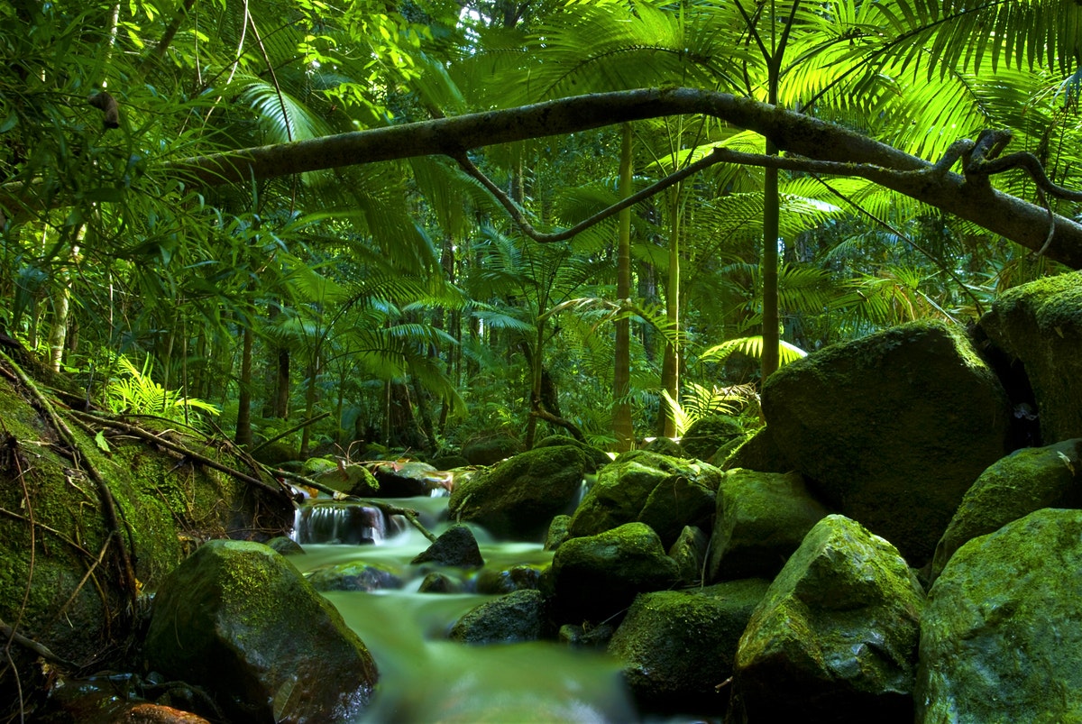How was the Daintree Rainforest created?