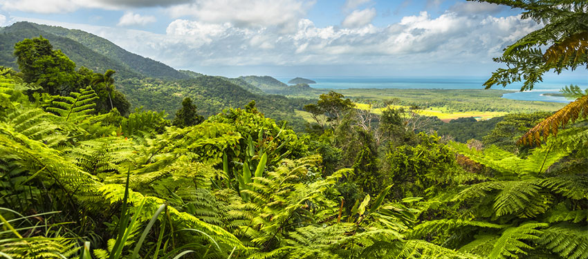 Is the Daintree rainforest dangerous?