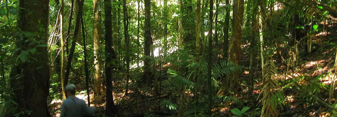 Is the Daintree Rainforest the Oldest in the World?