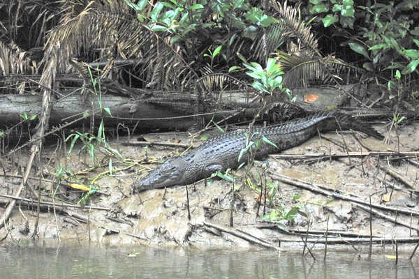 Crocodile of the Daintree River