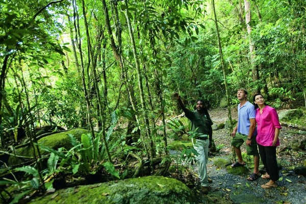 Rainforest in Port Douglas