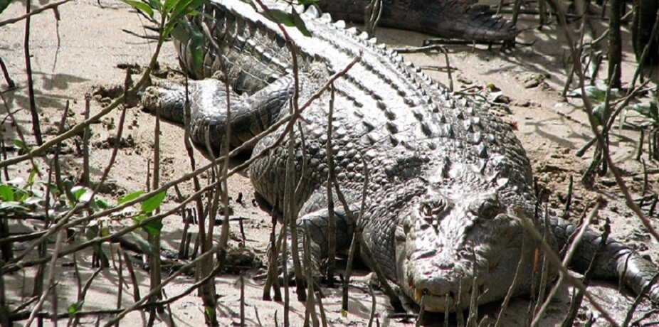 crocodile at daintree river
