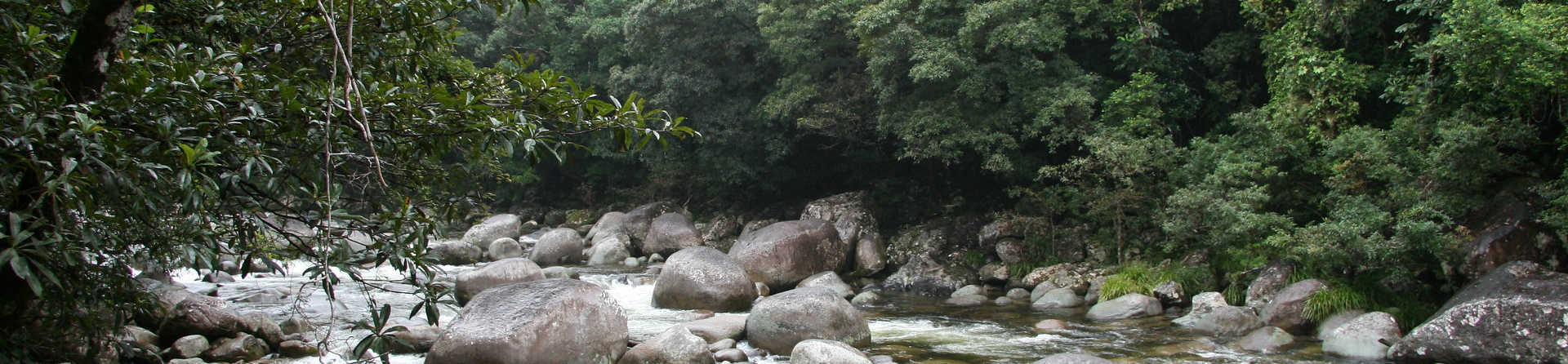 What is special about the Daintree Rainforest?