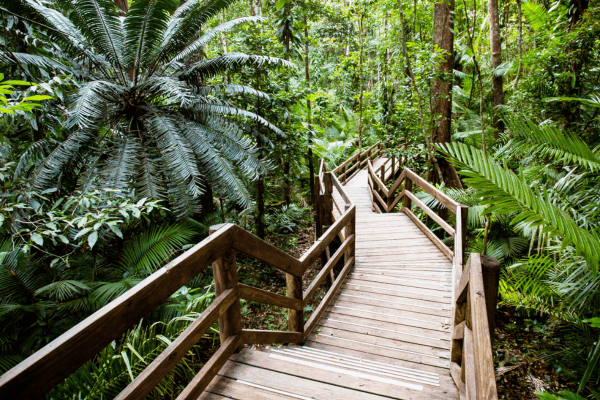 Daintree Rainforest Jindalba Boardwalk