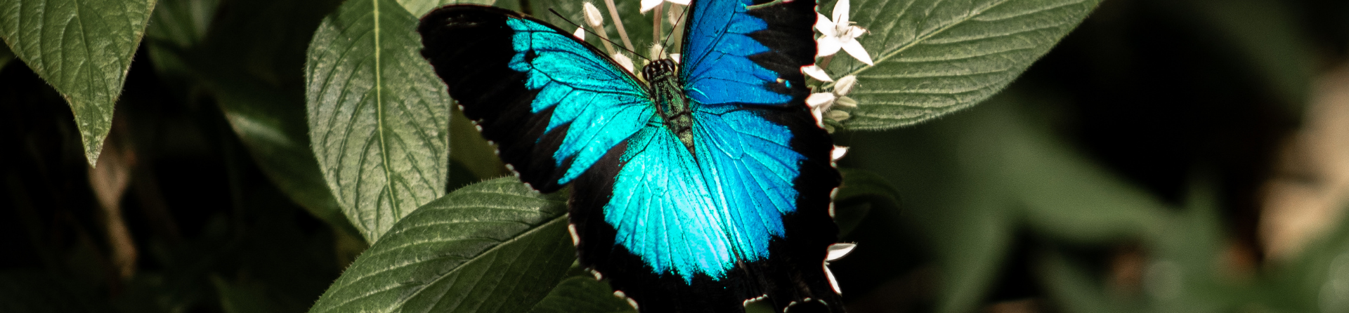 5 butterfly species in the Daintree Rainforest