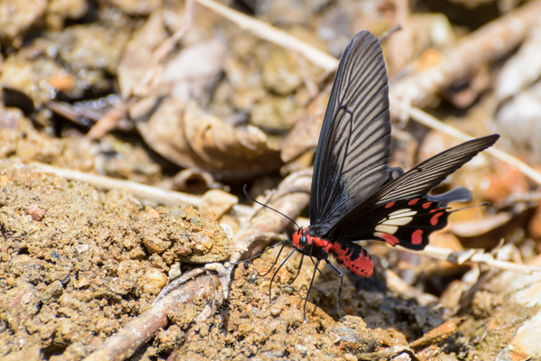 Red Bodied Swallowtail Butterfly