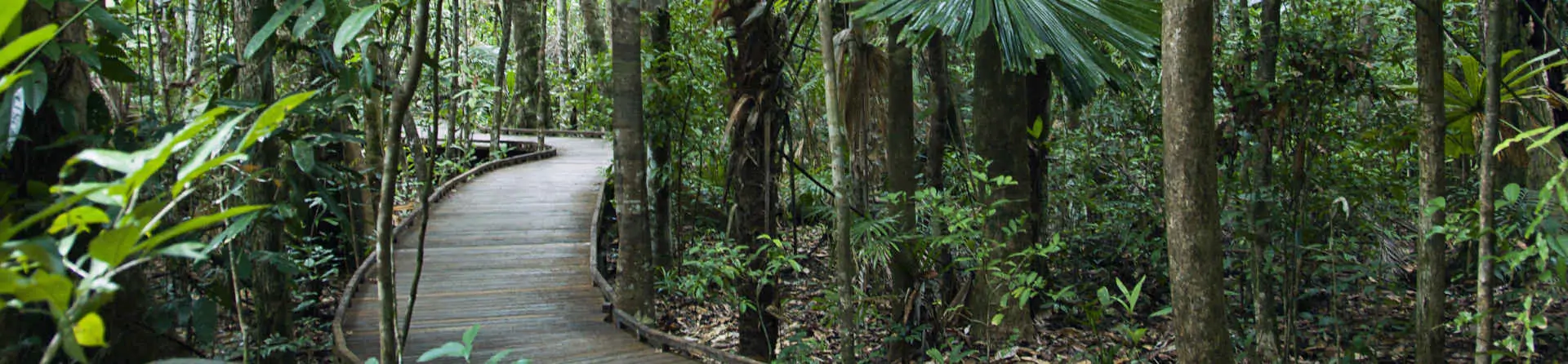 5 scenic Daintree Rainforest walks