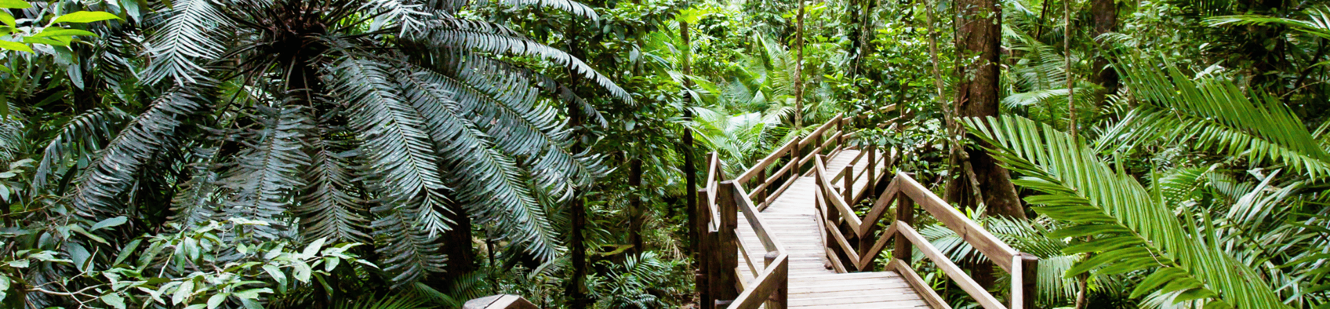 Top 5 things to do in the Daintree Rainforest