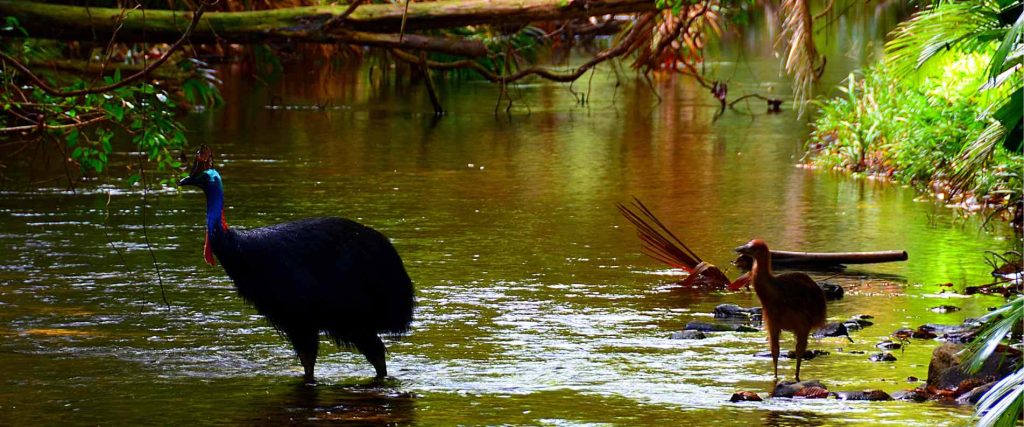 1 Day Cape Tribulation & Daintree Rainforest Tour with Port Douglas $219