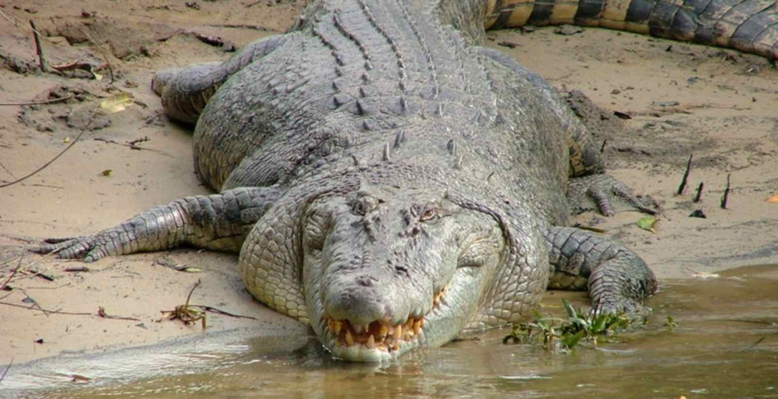 croc in daintree river