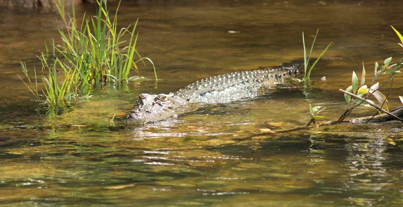 croc in daintree river