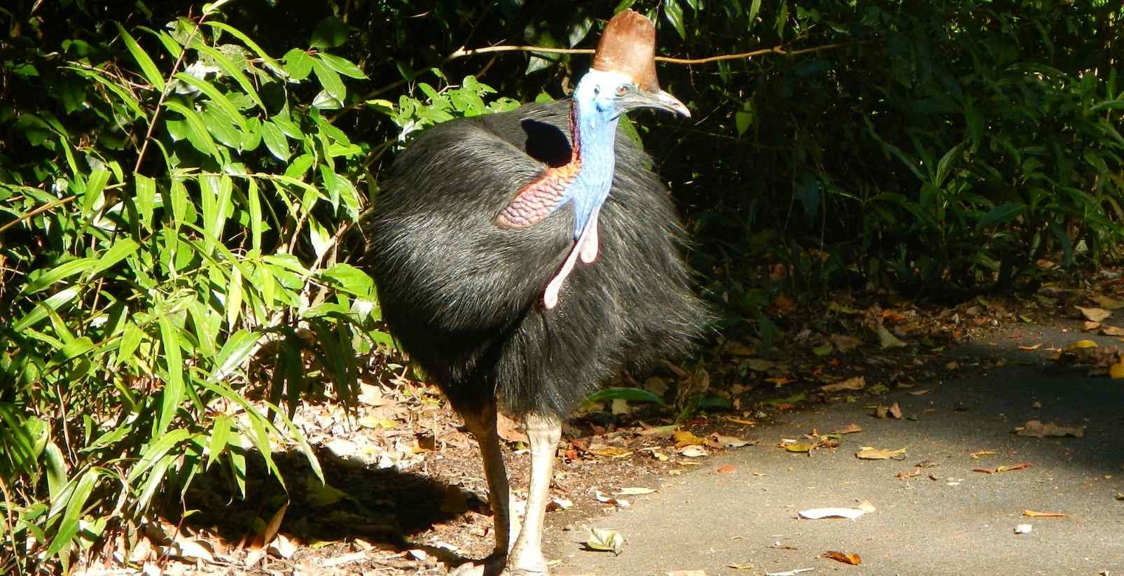 cassowary