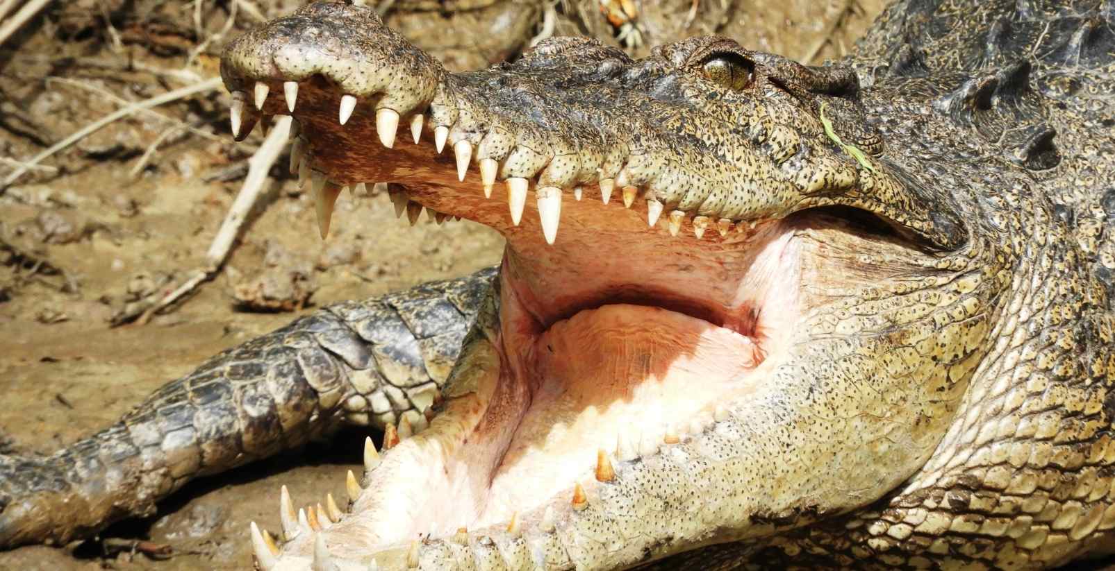 croc in daintree river