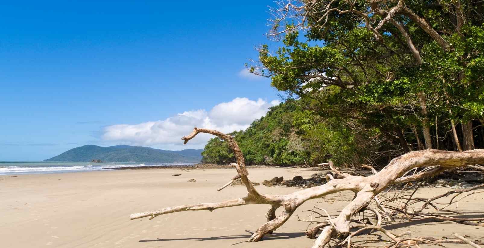 drywood on beach