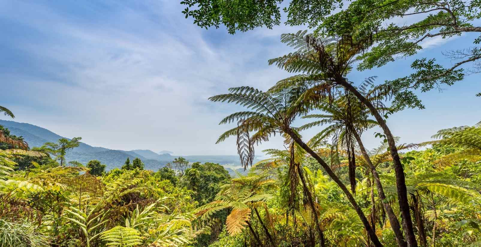 palm trees in rainforest