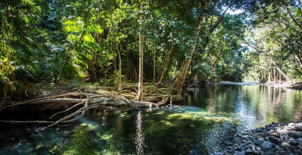 Lake in daintree