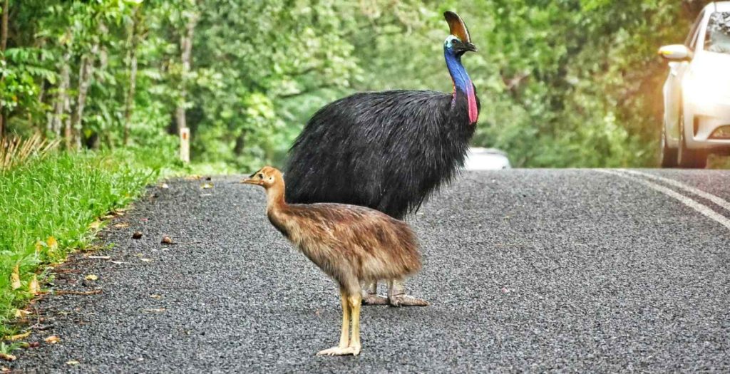 cassowary and baby