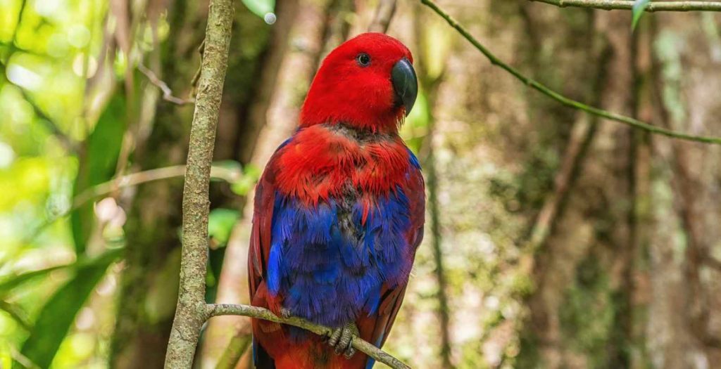parrot