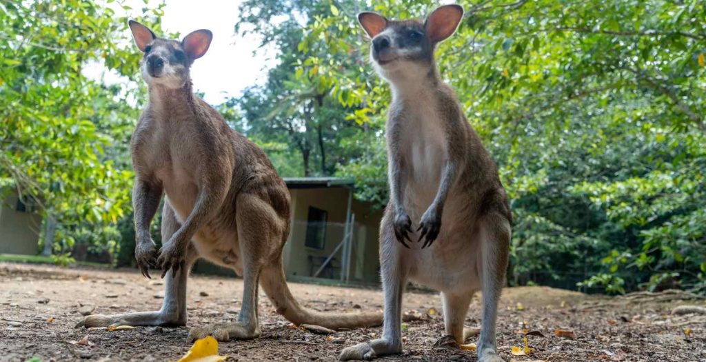 Two wallabies