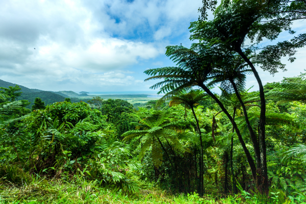 Daintree Rainforest