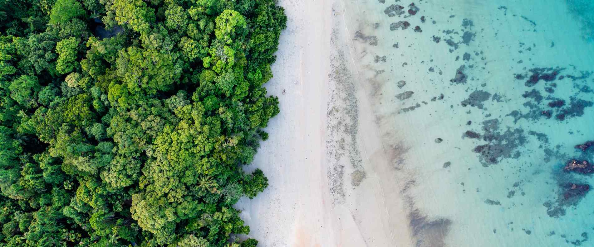 Daintree Rainforest Tours from $175 | Daintree Rainforest Day Trips & Multi-Day Tours