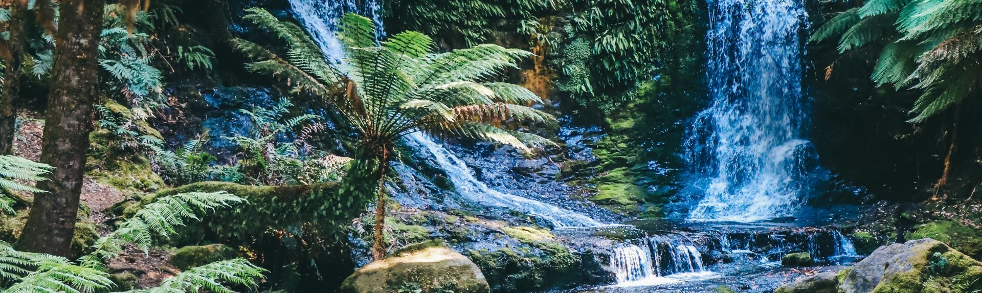 Daintree Rainforest