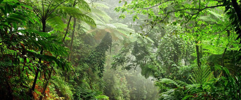 Cape Tribulation & Daintree Rainforest Tour Overnight $204