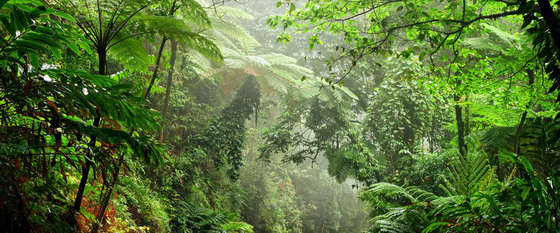 Ferns in the daintree Rainforest