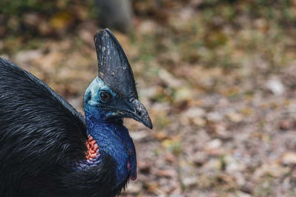 Cassowary, Daintree