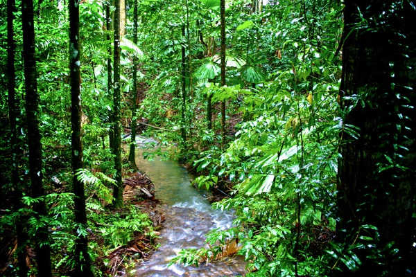 Daintree Rainforest, Queensland