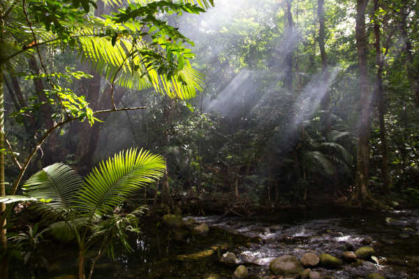 Daintree Rainforest, Queensland