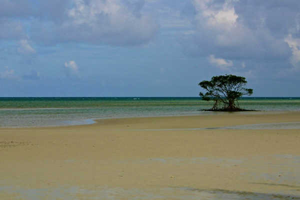 Daintree Rainforest, Queensland