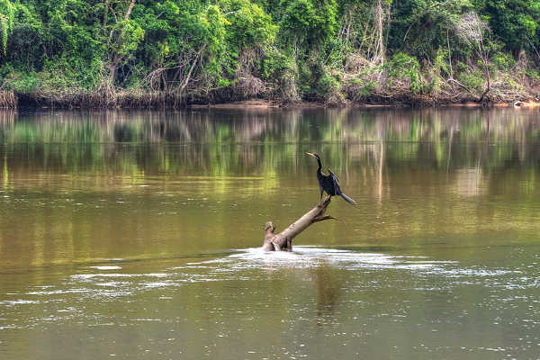 Daintree River, Daintree Rainforest