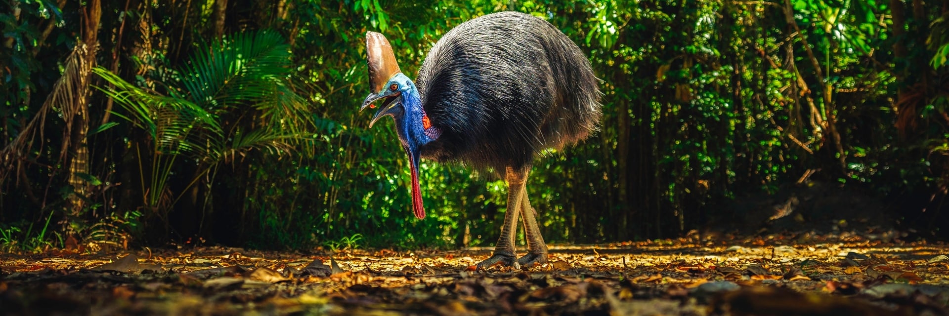 Guide to the Daintree Rainforest