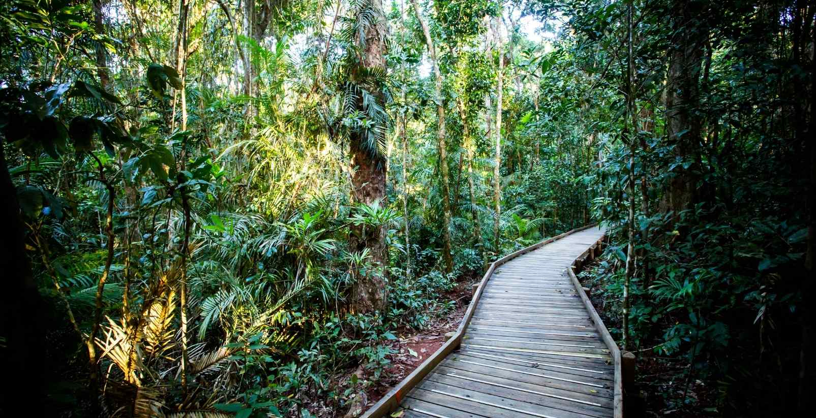 boardwalk in forest