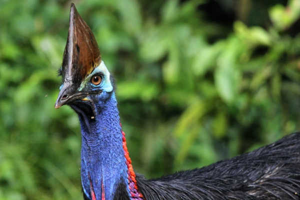 Southern Cassowary