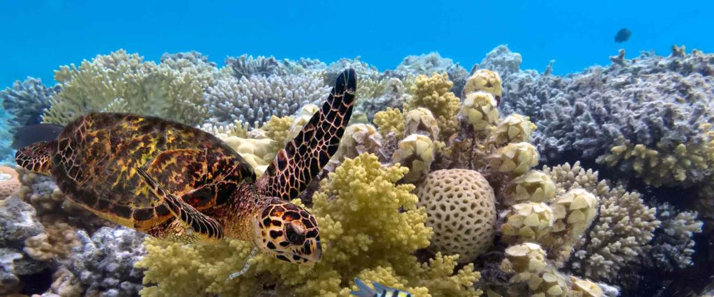 Great Barrier Reef Tours