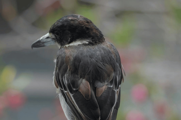 Black Butcherbird in the Daintree Rainforest