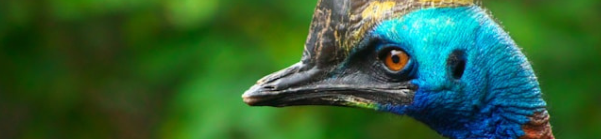Cassowary in the Daintree Rainforest