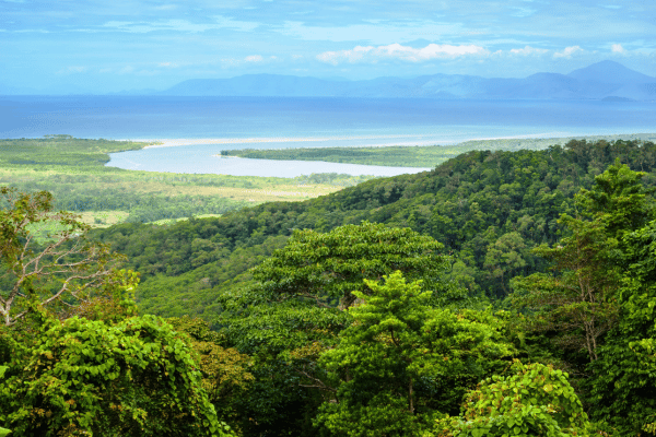 Daintree rainforest and blue ocean 