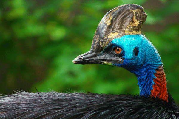 cassowary
