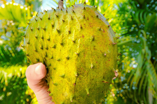 durian being held in daintree