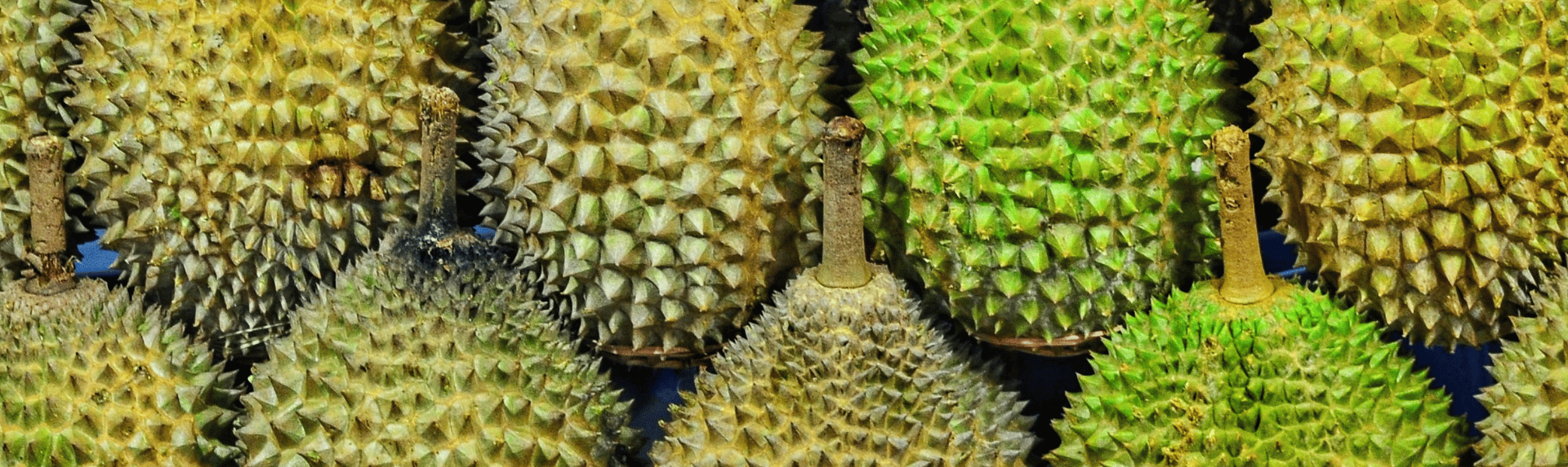 Durian in Daintree Rainfrest