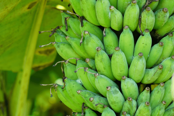 Bananas on a tree
