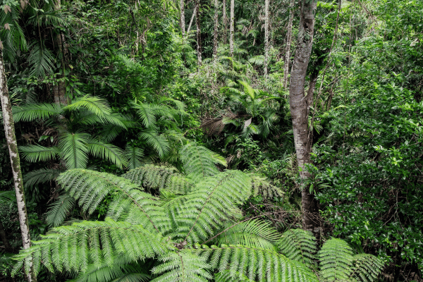 rainforest 